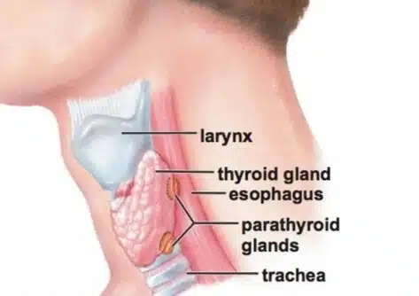parathyroid-trachea