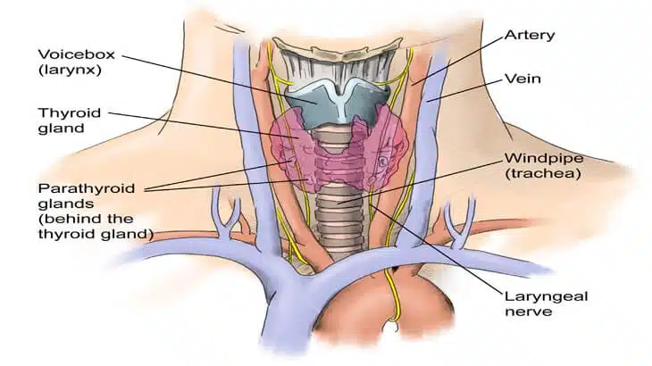 thyroidectomyrty3