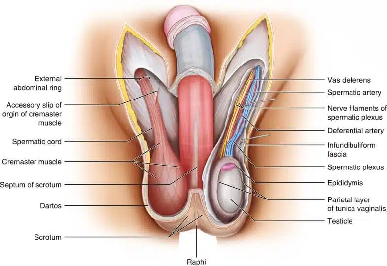 Is orchiopexy a major surgery?