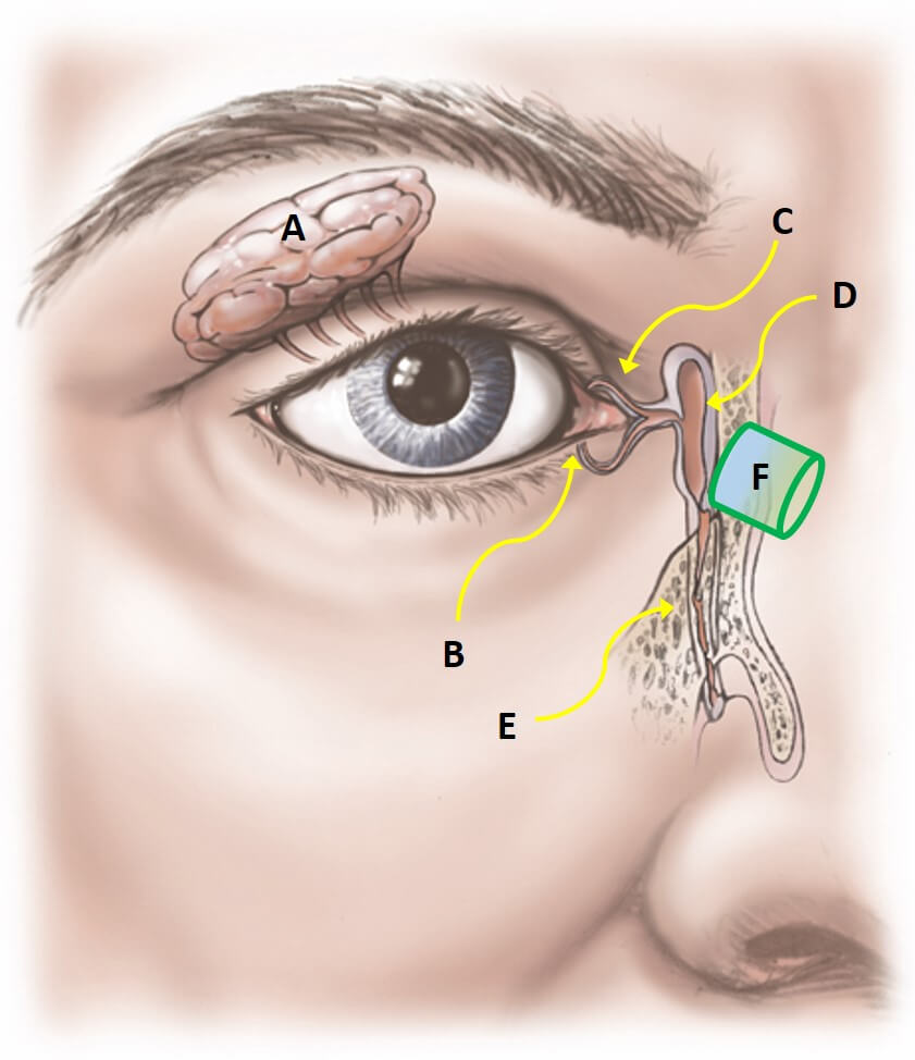 lacrimal-anatomy