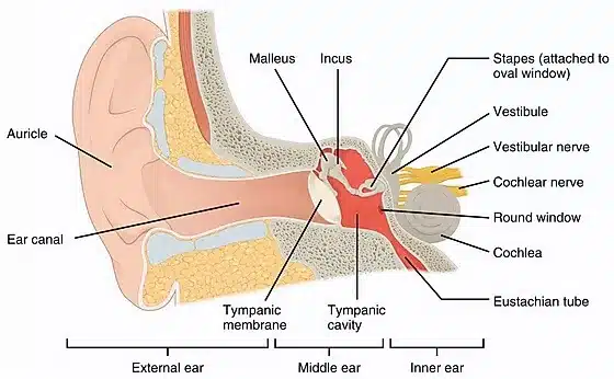 ear2_edited
