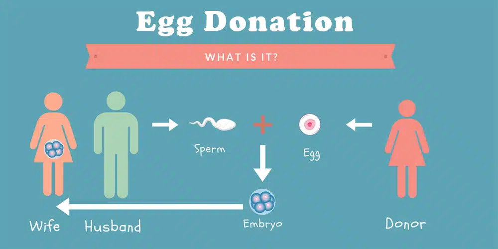 Egg Donation Process: Who is the Mother?